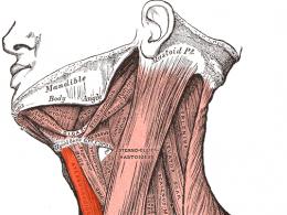 Мышцы шеи os hyoideum, i n – подъязычная кость