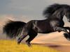 Название и описание самых красивых пород лошадей Порода лошадей с длинной гривой